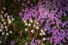 Norway, Svalbard. Close-up of white Arctic bell heather flowers. Art Print
